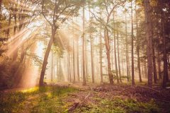 挑选一份高预算的新年礼